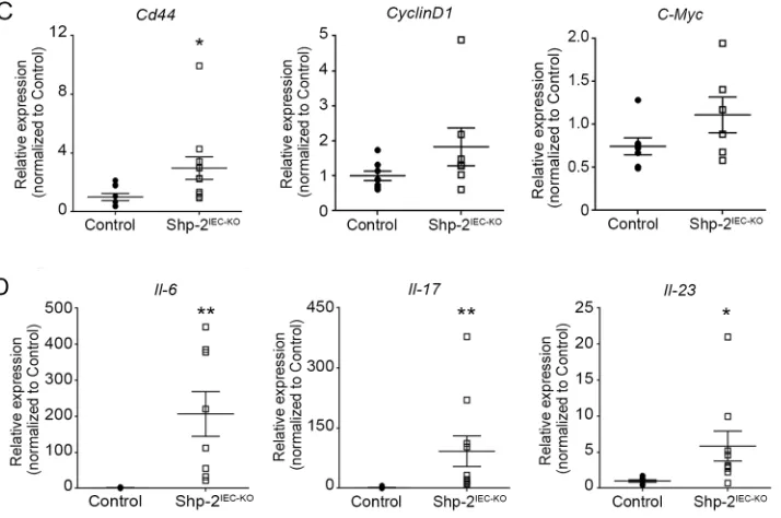 Figure 7: (Continued ) Aged Shp-2IEC-KO mice exhibit several typical features of colitis-associated cancer