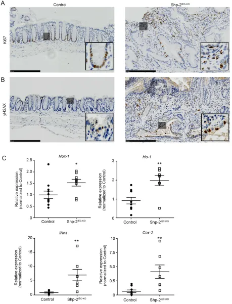 Figure 8: Aged Shp-2IEC-KO mice exhibit increased epithelial proliferation and signs of oxidative stress in their colon