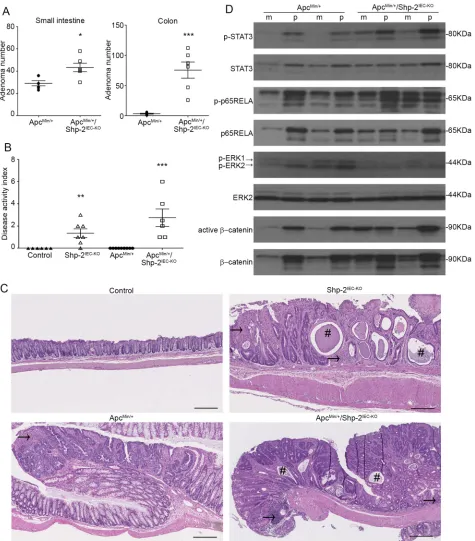 Figure 9: IEC-specific Shp-2 ablation exacerbates tumorigenesis in ApcMin/+ mice. A. The number of polyps formed in the small intestine and colon was determined at 3 months of age in both ApcMin/+ and ApcMin/+ mice lacking Shp-2 expression (ApcMin/+; Shp-2
