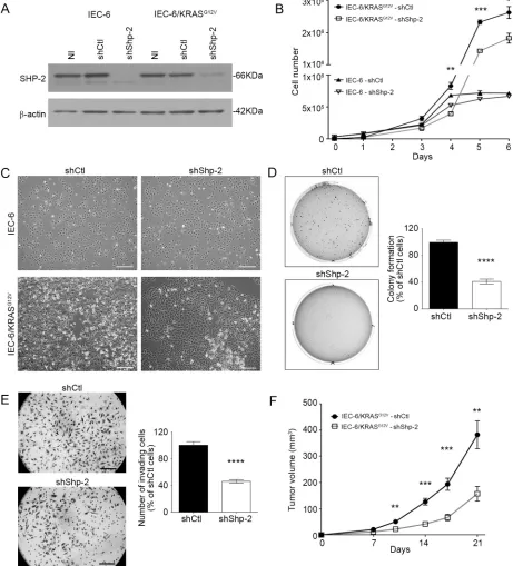 Figure 2: SHP-2 is required for oncogenic activity of KRASG12V in intestinal epithelial cells