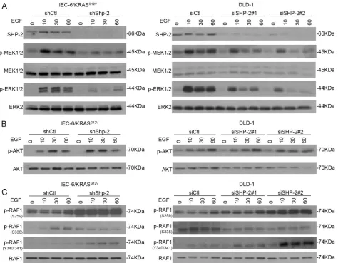 Figure 4: SHP-2 is required for full activation of MEK/ERK signaling in cells expressing oncogenic KRAS