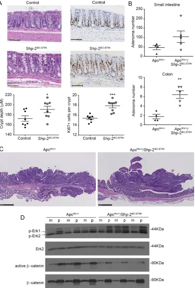 Figure 5: Expression of activated SHP-2E76KShp-2 mutant in intestinal epithelium deregulates crypt proliferation and increases tumor multiplicity in ApcMin/+ mice