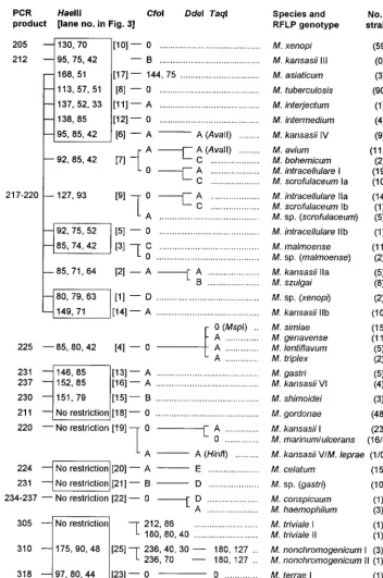 FIG. 1. Algorithm of RFLP patterns of 28 slowly growing mycobacterial species and 4 Mycobacterium16S-23S rDNA spacer sequences (547 strains)