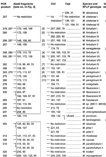FIG. 2. Algorithm of RFLP patterns of 21 rapidly growing mycobacterial species and one rapidly growing Mycobacterium sp