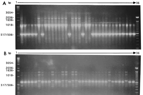 Fig. 1. No PCR primer identiﬁed all 30 ﬁngerprints or geno-types. Primer OPA-03 identiﬁed nine genotypes, primers(GACA) and M13 identiﬁed ﬁve genotypes each, and primers