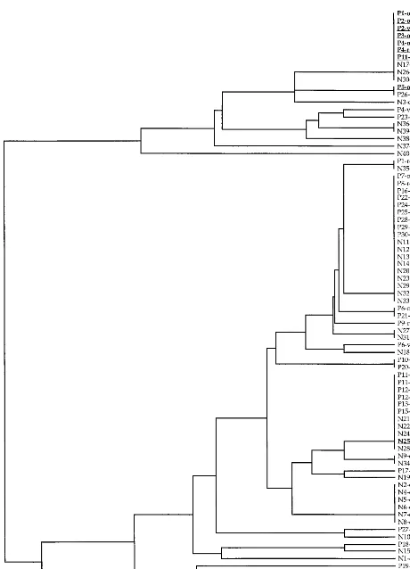 FIG. 2. UPGMA phenogram of all 78 strains of C. albicans analyzed in this study. The strain names correspond to those in Table 1