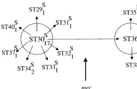 FIG. 4. Relatedness among the major cluster of isolates. The STs within thelarge clonal complex deﬁned by the node indicated with a hash sign in Fig