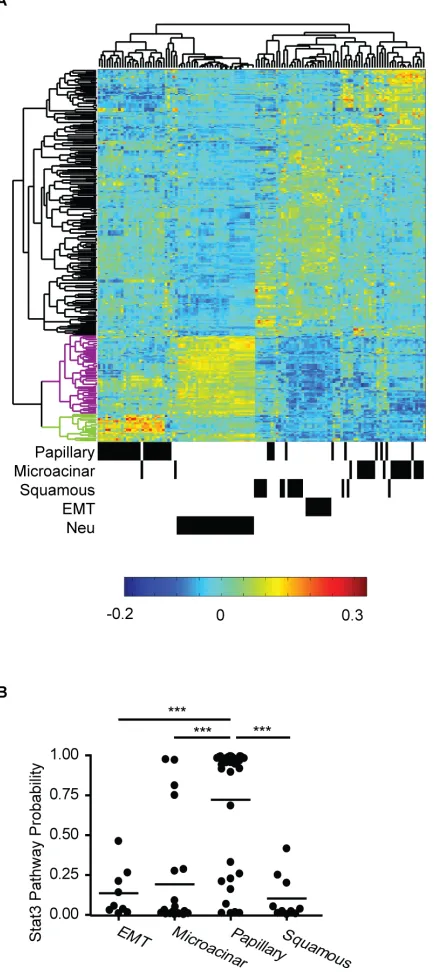 Figure 1: Stat3 has diverse functions in MMTV-Myc and MMTV-Neu tumors. A. Unsupervised clustering of Stat3 pathway genes in MMTV-Myc and MMTV-Neu tumors is shown