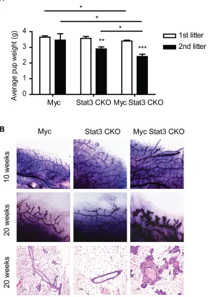 Figure 2: Physiological effect of STAT3 loss on mammary function. A. Effects of STAT3 loss on the body weight of pups nursed by different genotypes of dams including MMTV-Myc, Stat3 CKO and Myc Stat3 CKO