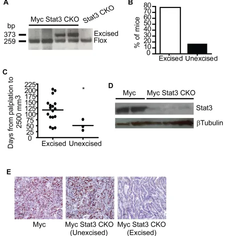 Figure 4: Incomplete excision of Stat3 in mammary tumors. A. Excision of Stat3 in tumors was tested using PCR with tail DNA of STAT3Fl/Fl mice as a control