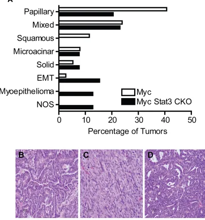 Figure 5: Loss of Stat3 alters tumor histology. A. Quantification of the histological subtypes of mammary tumors observed in MMTV-Myc and Myc Stat3 CKO mice revealed histological differences in Myc induced tumors lacking Stat3