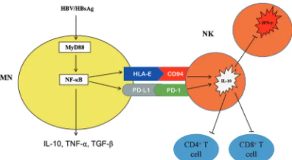 Figure 8  Schematic outline of HBV initiates an immunosuppressive  cascade. Consistent with the experimental data, HBV employ HBsAg  to induce suppressive monocytes, which express inhibitory molecules  PD-L1 and HLA-E, secreting IL-10, TNF-α and TGF-β thro