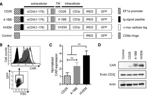 Figure 1. CAR with the HVEM-Derived CSSD Is Efficiently Expressed in a Human T Cell Line (A) Schematic representation of the CAR-expressing lentiviral vector constructs