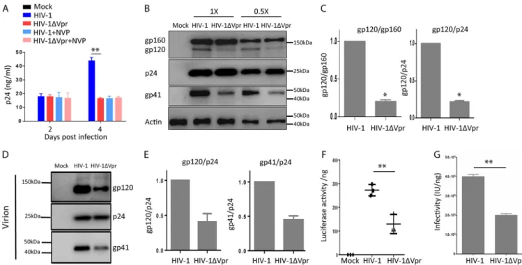 FIG 1 Vpr enhances Env processing and virion infectivity in MDMs. (A) Vpr has no effect on ﬁrst-round HIV-1 replication in macrophages