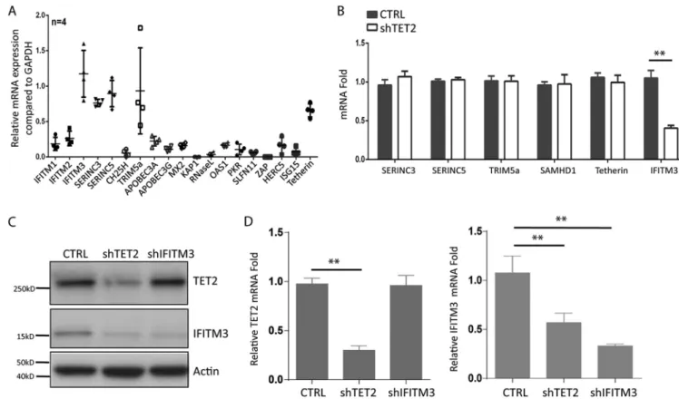 FIG 2 IFITM3 is constitutively expressed in MDMs via TET2-dependent mechanisms. (A) Relative gene expression of HIV-1 restriction factors in MDMs derived from 4 donors is summarized