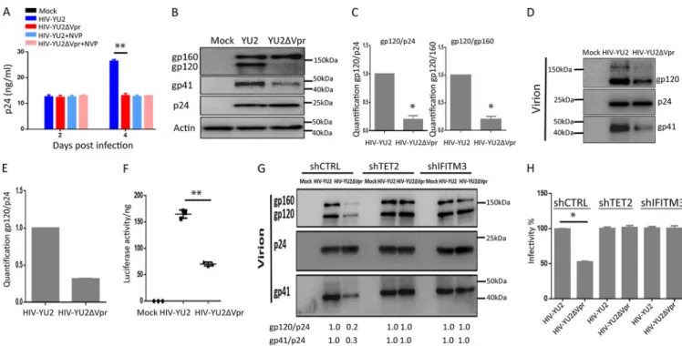 FIG 4 The Vpr-TET2 axis enhances HIV-Yu-2 Env processing and virion infectivity in MDMs