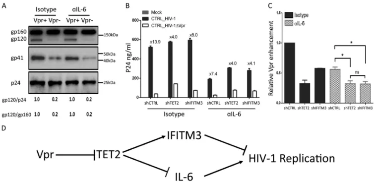 FIG 6 The Vpr-TET2 axis independently enhances HIV-1 replication through reduced IFITM3 and sustained IL-6 expression