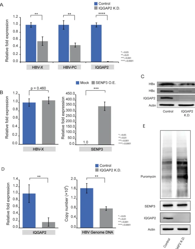 Fig 5. IQGAP2 silencing reduces viral gene expression and restores host translation. (A) RT-qPCR measurements of HBV transcripts amplified by primers HBV-PC and HBV-X in HepG2.215 control cells and HepG2.215 IQGAP2 K.D