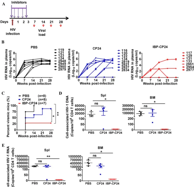 Fig 5. In vivo evaluation of the prophylactic activity of CP24 and IBP-CP24 in humanized mice