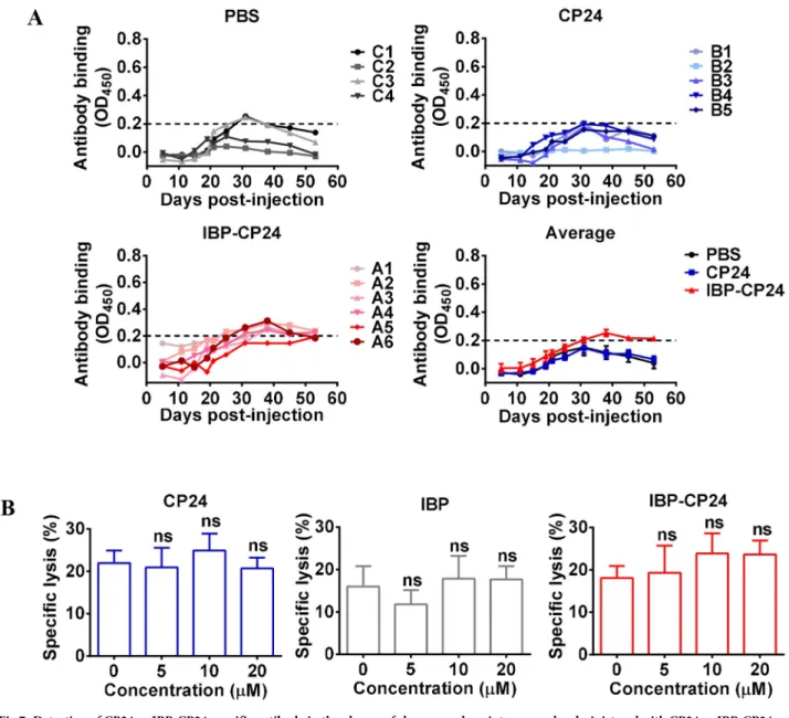 Fig 7. Detection of CP24 or IBP-CP24-specific antibody in the plasma of rhesus monkeys intravenously administered with CP24 or IBP-CP24 by indirect ELISA and effect of the peptides on antibody-mediated ADCC