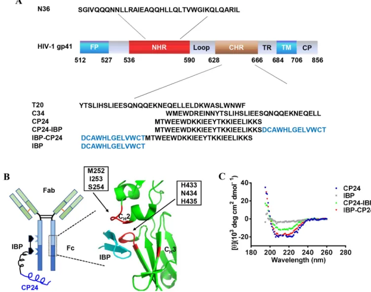 Fig 1. Design and characterization of IBP-conjugated peptides. (A) Schematic representation of the HIV-1 gp41 protein and sequences of peptides