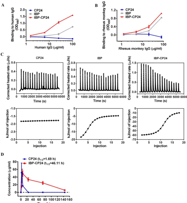 Fig 3. In vitro human and rhesus monkey IgG binding and in vivo pharmacokinetic studies of CP24 and IBP-CP24