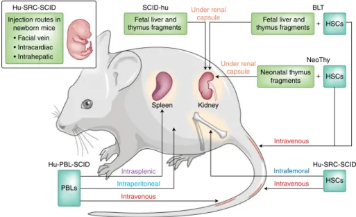 Fig. 1 | Humanized mouse models. Additional information on the humanized mouse models described  in the text