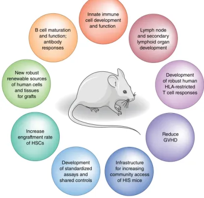 Fig. 2 | areas that require development and optimization in HIS mice. Areas in the field that need  more development and study of humanized mice that better recapitulate and/or reflect human immune  responses; these can be used for better understanding of 