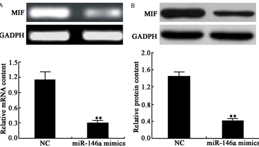Figure 6. Effect of miR-146a mimics on U87 cell viability. Compared with that in NC group, **P < 0.01.