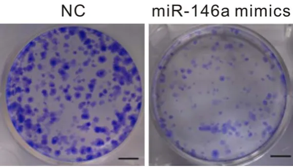 Figure 7. Effect of miR-146a mimics on U87 cell colony-forming ability.
