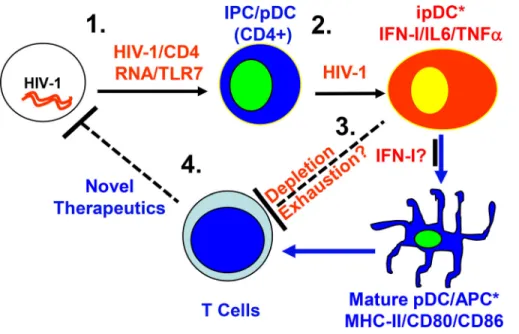 Figure 3. Induction of inflammatory or imma- imma-ture pDCs (ipDCs) during chronic HIV-1  infec-tion