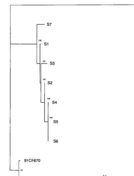 FIG. 1. Phylogenetic relationships of EV30 persistent isolates to one an-other. Pairwise maximum likelihood distances were estimated by the Tamura-