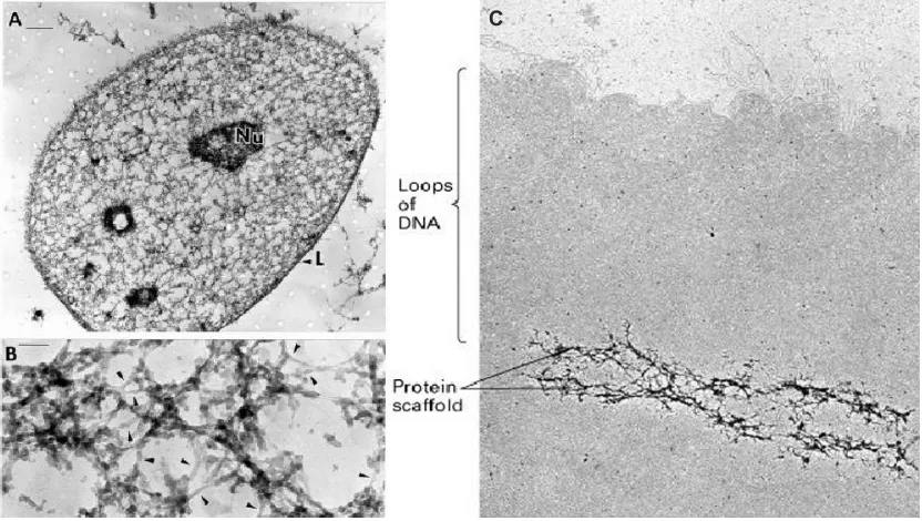 Figure 1. metaphase chromosome. Nonhistone proteins provide a structural scaffold for long chromatin (B)visualized by resinless section electron microscopy, following high salt extraction and DNase I digestion