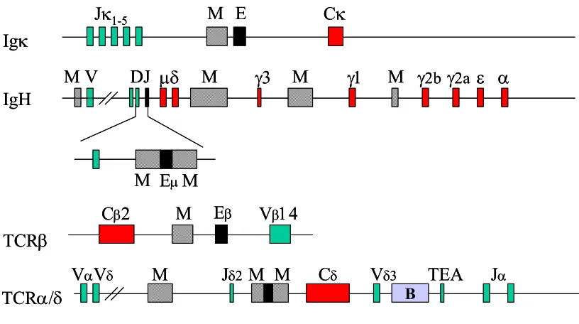 Figure 2. Physical location of MARs in lymphoid receptor genes. MARs are shown as cross-hatched boxes, exons in green; B stands for boundary element, TEA for T-early α