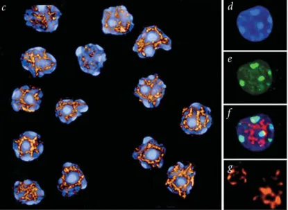 Figure 4. SATB1 forms a three-dimentional cage-like network, surrounding dense regions of chromatin