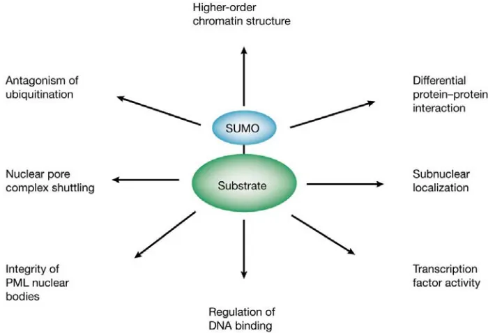 Figure 7. Functional significance of SUMO modification. (From Verger et al., 2002.) 