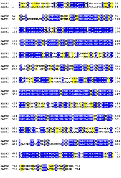 Figure 9. Alignment of SATB2 and SATB1. Mouse SATB1 and SATB2 were aligned using the Clustal algorithm