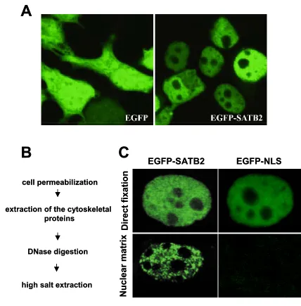 Figure 12. nucleus. EGFP and EGFP-SATB2 were transfected in 293T cells and visualized by the EGFP fluorescence