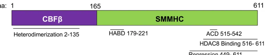 Figure 1: Schematic representation of the CBFβ-SMMHC fusion protein. Diagram representing the indicated domains of the fusion protein, and the associated amino acid (aa) numbers