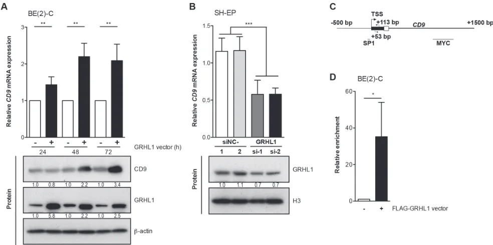 Figure 1: GRHL1 triggers CD9 expression. A., CD9 expression in BE(2)-C cells 24h-72h after GRHL1 plasmid or empty-vector transfection on mRNA (upper panel; qRT-PCR; mean ± SD; n = 3) and protein level (lower panel; western blot)