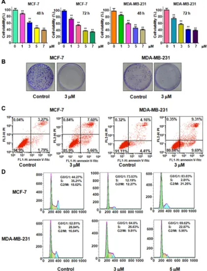 Figure 1: Effect of rottlerin on cell growth, apoptosis, and cell cycle. (A) CellTiter-Glo® luminescence assay was performed to detect the cell growth in breast cancer cells treated with different concentrations of rottlerin