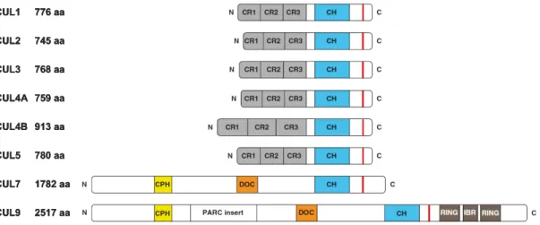 Figure 1.2. Schematic representation of cullin protein domain organization.  