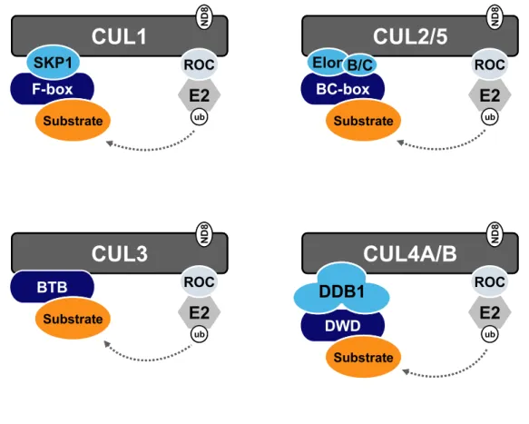 Figure 1.3. Composition of multisubunit CRL E3 ligase complexes.  