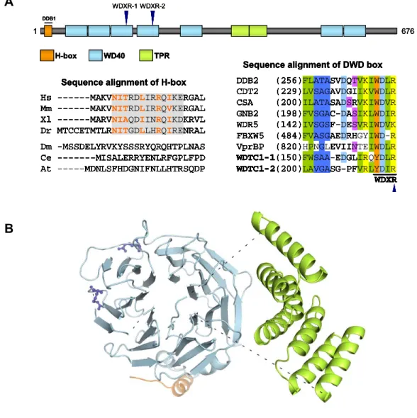 Figure 2.1. WDTC1 encodes a DWD protein with a novel structure. 