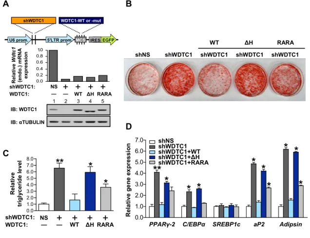 Figure 2.5. Wild-type WDTC1, but not CRL4 binding mutants, rescues the WDTC1  knockdown phenotype