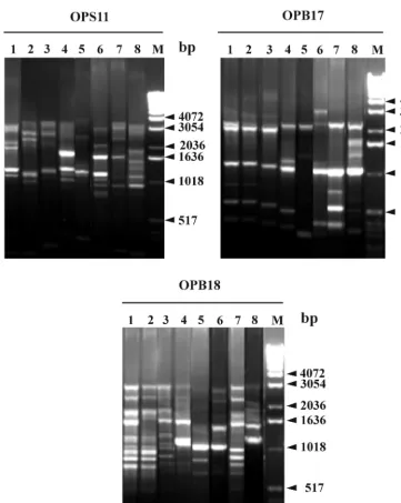FIG. 1. Illustration of the RAPD patterns generated with primers OPS11, OPB17, and OPB18