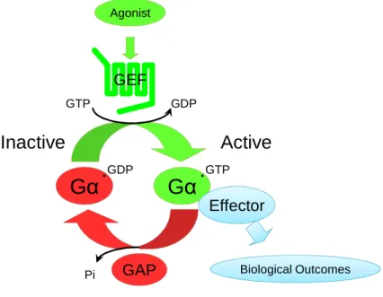 Figure  1.1.  G  proteins  are  tightly  regulated  molecular  switches.  G  proteins  cycle  between inactive, GDP-bound, and active, GTP-bound states
