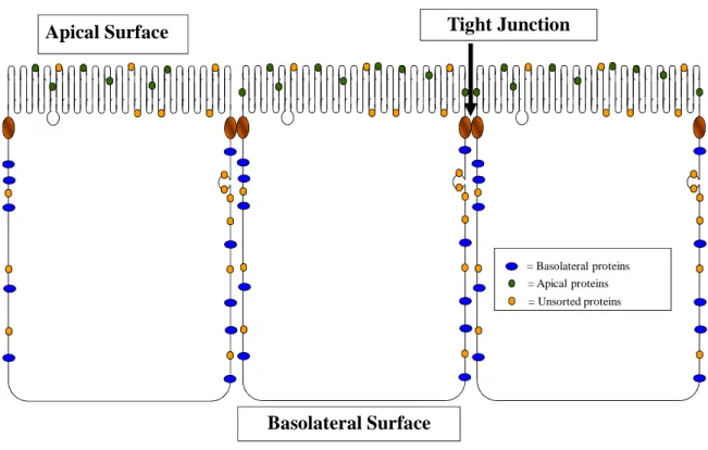 Figure 1.4. Epithelial cells have two distinct membrane domains. All epithelial cells  have distinct apical (facing the lumen), and basolateral (facing the basement membrane  and  cell  interstitium)  membranes,  separated  by  tight  junctions