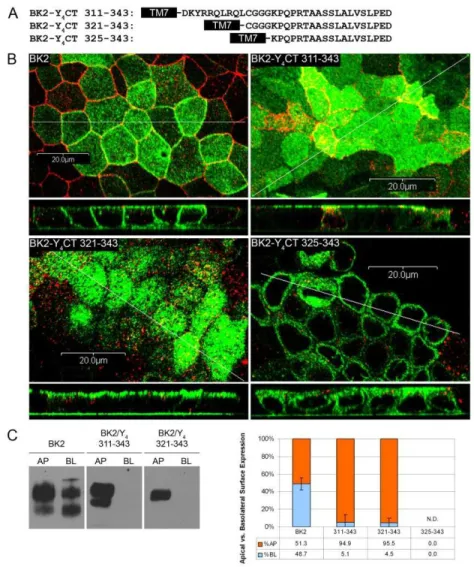 Figure 2.2. The P2Y 4  apical-targeting signal begins after Cys321. A, HA-tagged BK2- BK2-P2Y 4   chimeric  receptors  with  the  indicated  C-tail  sequences  were  stably  expressed  in  MDCK(II)  cells