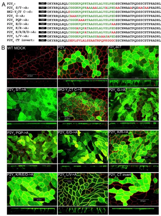 Figure  2.3.  Subcellular  localization  of  receptor  constructs  with  mutant  P2Y 4   C- C-tails
